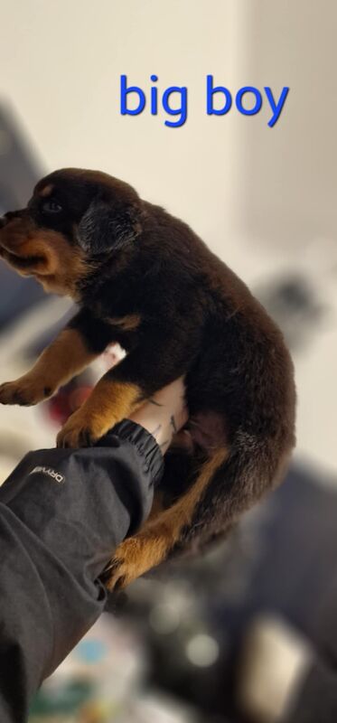 Rottweiler pups for sale in Wallsend, Tyne and Wear - Image 4