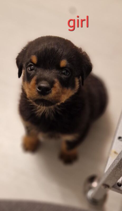 Rottweiler pups for sale in Wallsend, Tyne and Wear - Image 5