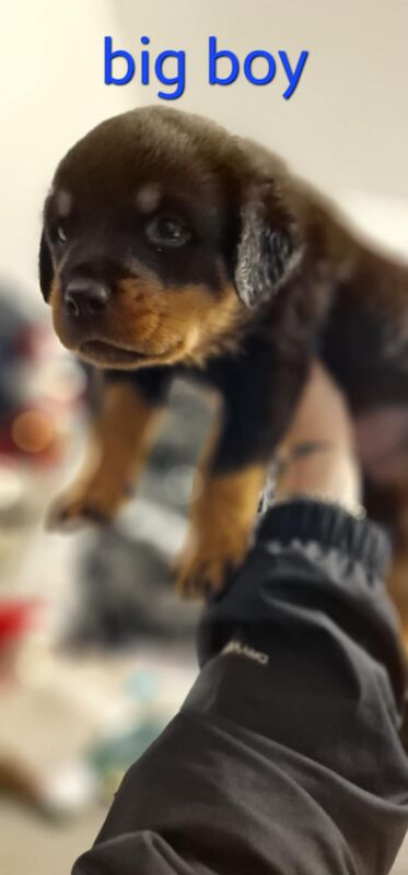 Rottweiler pups for sale in Wallsend, Tyne and Wear - Image 6