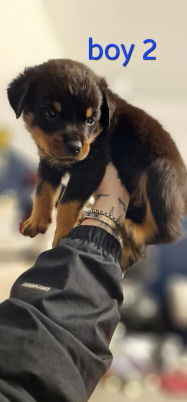 Rottweiler pups for sale in Wallsend, Tyne and Wear - Image 7