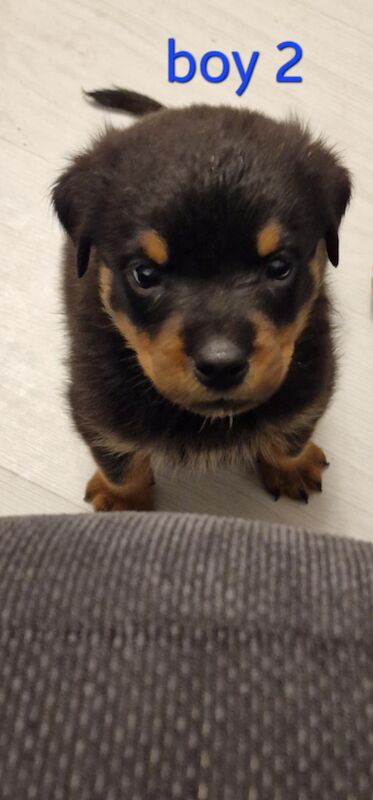 Rottweiler pups for sale in Wallsend, Tyne and Wear - Image 8