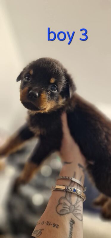 Rottweiler pups for sale in Wallsend, Tyne and Wear - Image 9