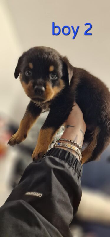 Rottweiler pups for sale in Wallsend, Tyne and Wear - Image 10