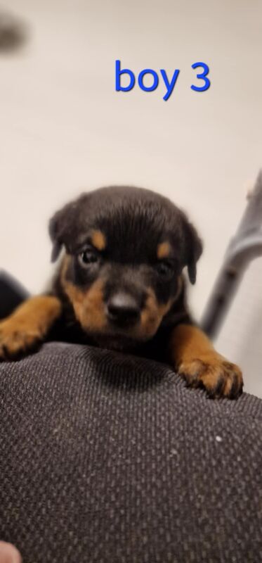 Rottweiler pups for sale in Wallsend, Tyne and Wear - Image 11