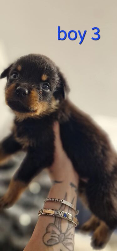 Rottweiler pups for sale in Wallsend, Tyne and Wear - Image 13