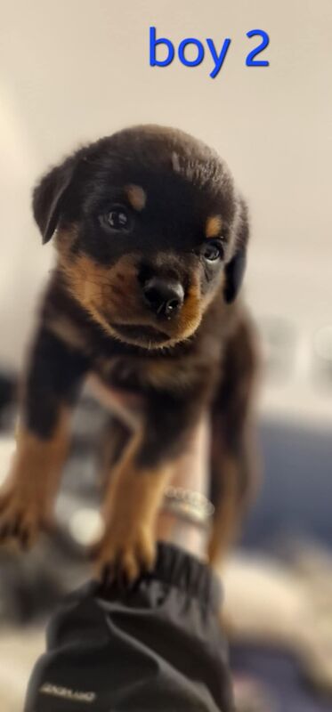 Rottweiler pups for sale in Wallsend, Tyne and Wear - Image 14