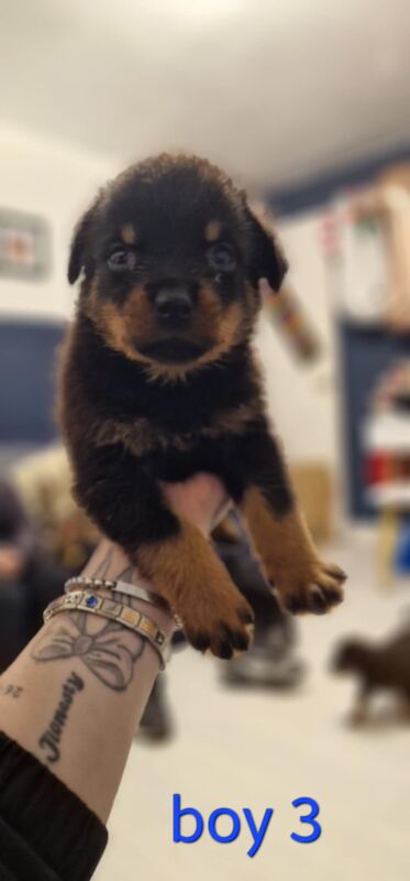 Rottweiler pups for sale in Wallsend, Tyne and Wear - Image 15