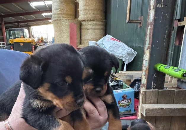 Rottweiler pups for sale in Coleraine, Coleraine - Image 2