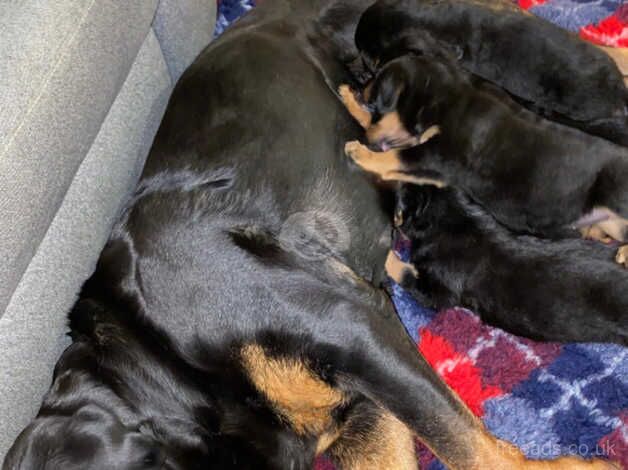 Rottweiler pups for sale in Falkirk, Falkirk