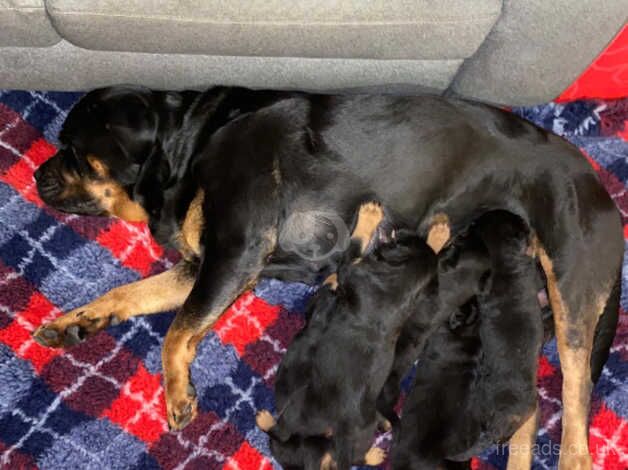 Rottweiler pups for sale in Falkirk, Falkirk - Image 2