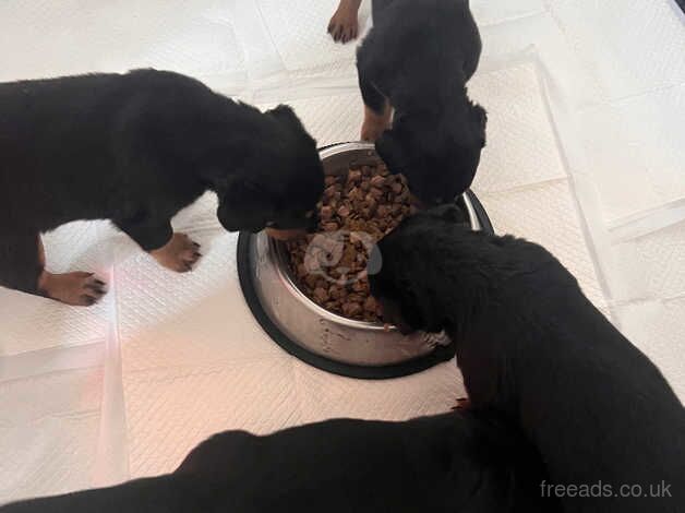 Rottweiler pups for sale in Falkirk, Falkirk - Image 3