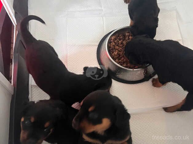 Rottweiler pups for sale in Falkirk, Falkirk - Image 4