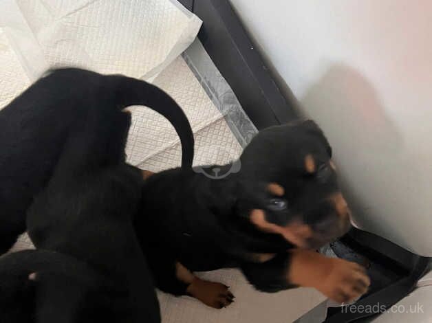 Rottweiler pups for sale in Falkirk, Falkirk - Image 5