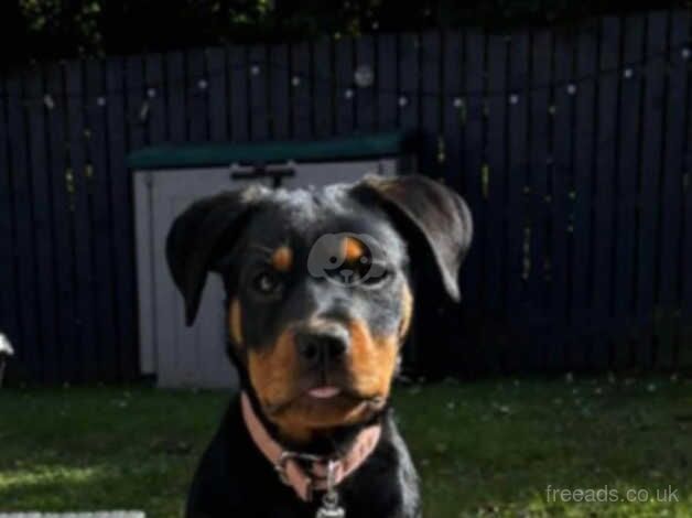 Rottweiler pups for sale in Glasgow, Glasgow City