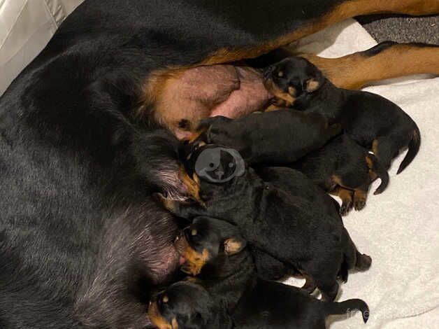 Rottweiler pups for sale in London