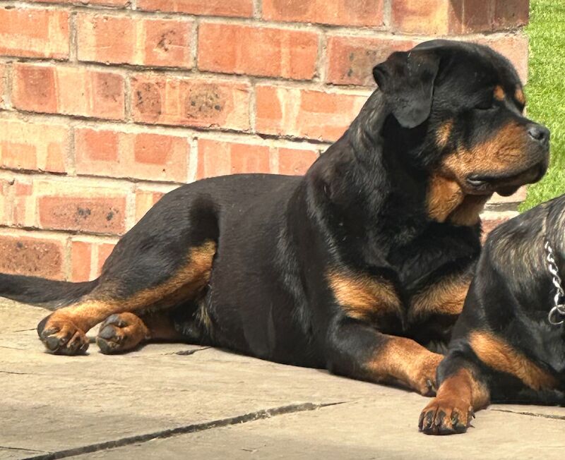 Rottweiler pups KC Registered + Champ Bloodlines for sale in Leicestershire - Image 15