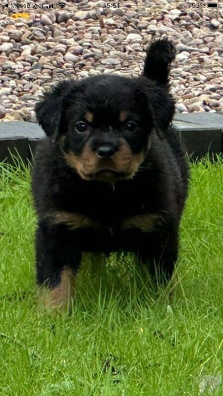 Rottweiler pups KC Registered + Champ Bloodlines for sale in Leicestershire