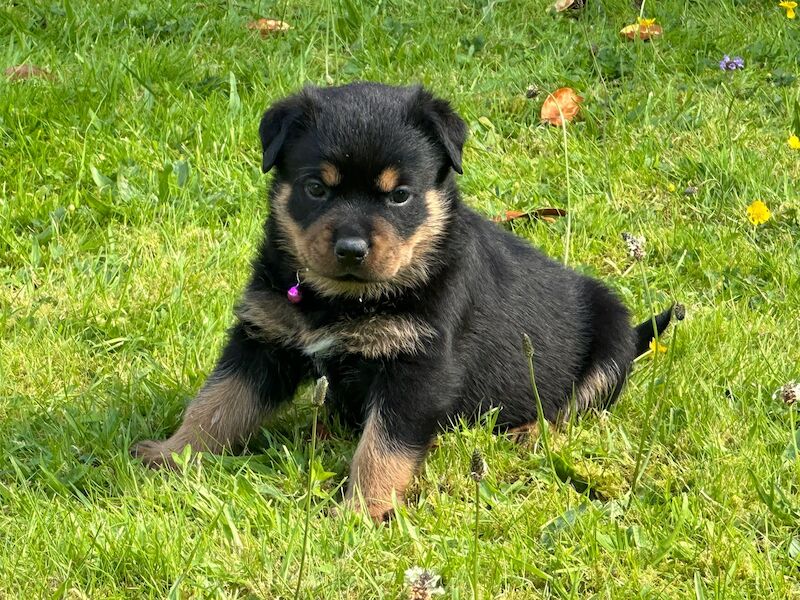 Rottweiler pups KC Registered + Champ Bloodlines for sale in Leicestershire - Image 2