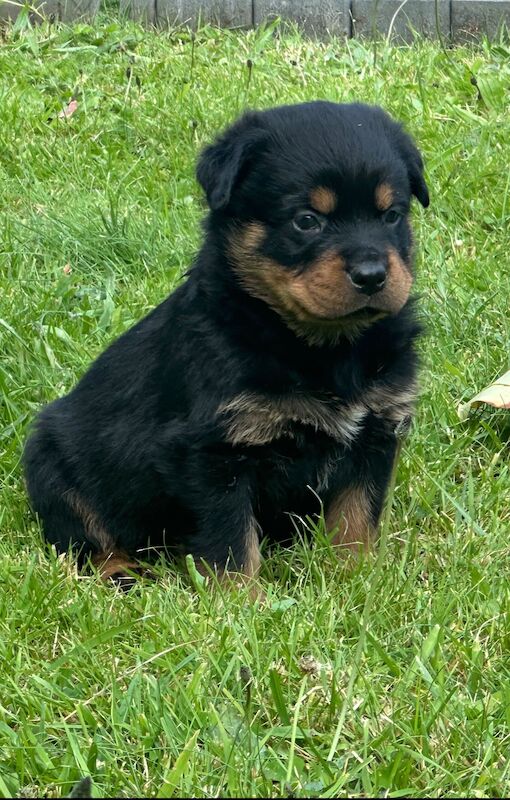 Rottweiler pups KC Registered + Champ Bloodlines for sale in Leicestershire - Image 3