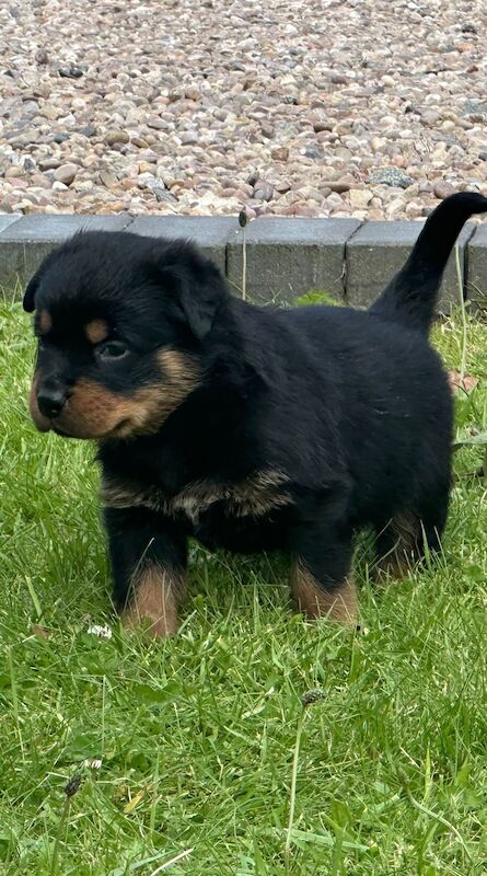 Rottweiler pups KC Registered + Champ Bloodlines for sale in Leicestershire - Image 4