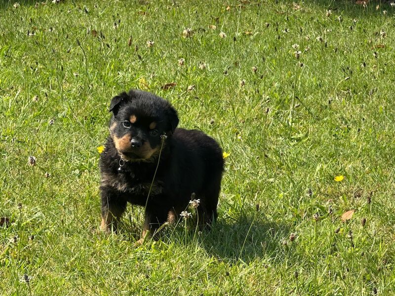 Rottweiler pups KC Registered + Champ Bloodlines for sale in Leicestershire - Image 5