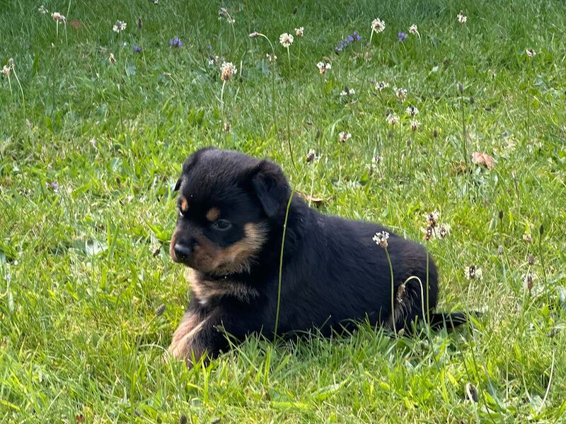 Rottweiler pups KC Registered + Champ Bloodlines for sale in Leicestershire - Image 6