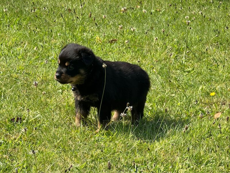 Rottweiler pups KC Registered + Champ Bloodlines for sale in Leicestershire - Image 7