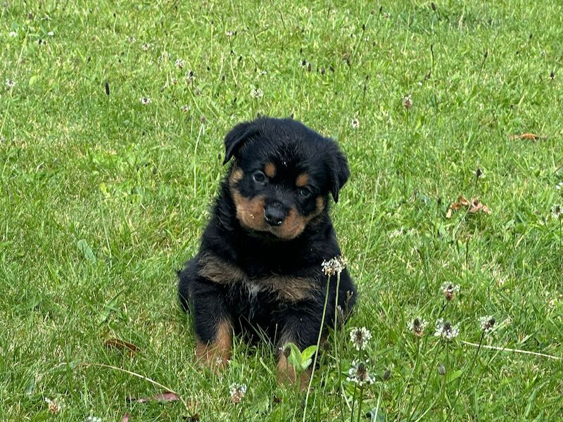 Rottweiler pups KC Registered + Champ Bloodlines for sale in Leicestershire - Image 8