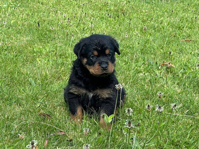 Rottweiler pups KC Registered + Champ Bloodlines for sale in Leicestershire - Image 9