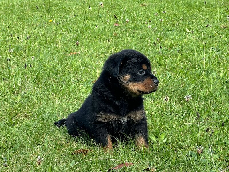 Rottweiler pups KC Registered + Champ Bloodlines for sale in Leicestershire - Image 10