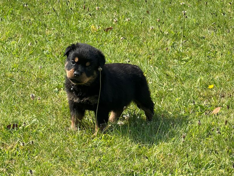 Rottweiler pups KC Registered + Champ Bloodlines for sale in Leicestershire - Image 11