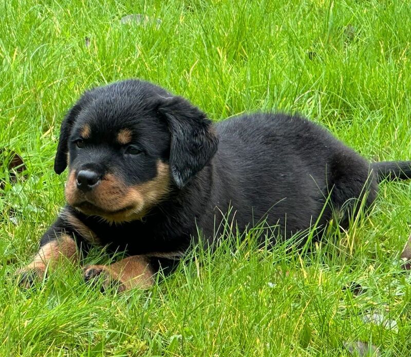 Rottweiler pups KC Registered + Champ Bloodlines for sale in Leicestershire - Image 12