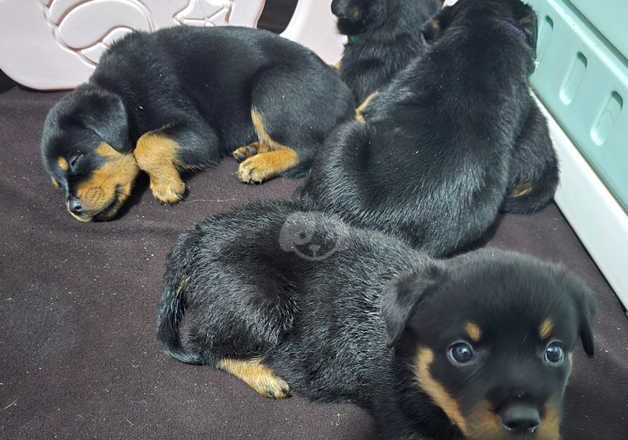 Rottweiler Pups KC Registered Nearly ready for new homes for sale in Birmingham, West Midlands - Image 2