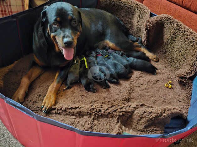 Rottweiler pups ready 8/12/24 for sale in Halifax, West Yorkshire