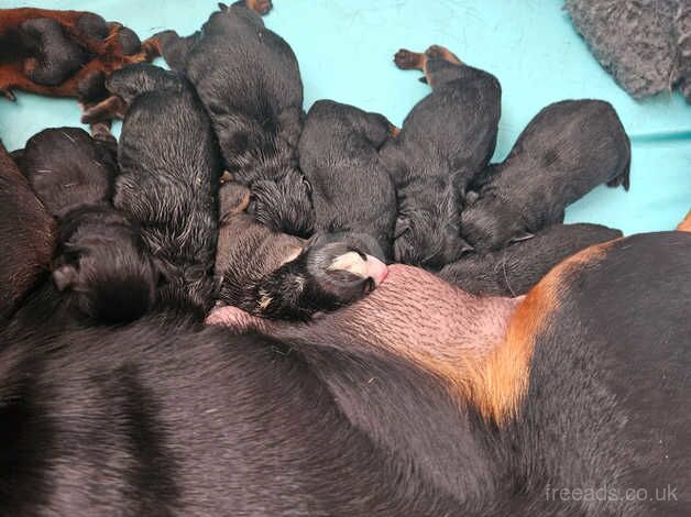 Rottweiler pups ready 8/12/24 for sale in Halifax, West Yorkshire - Image 2