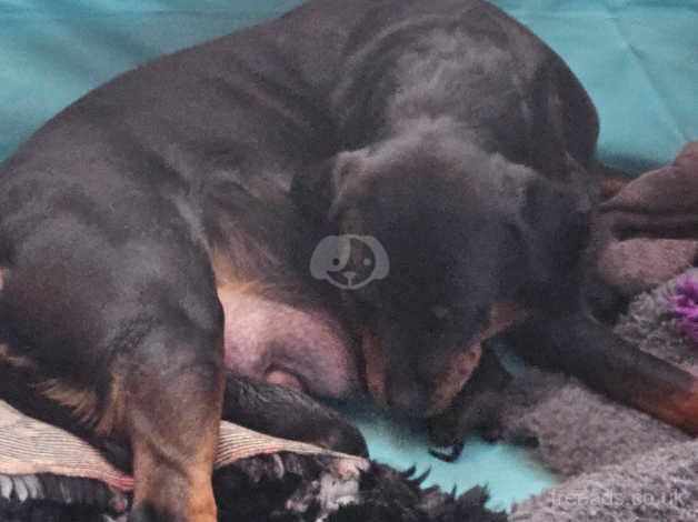 Rottweiler pups ready 8/12/24 for sale in Halifax, West Yorkshire - Image 3