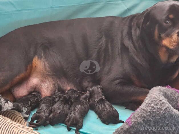 Rottweiler pups ready 8/12/24 for sale in Halifax, West Yorkshire - Image 4