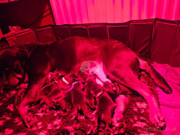 Rottweiler pups ready 8/12/24 for sale in Halifax, West Yorkshire - Image 5