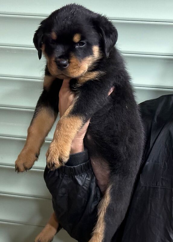 Kennel club rottweiler deals puppies for sale