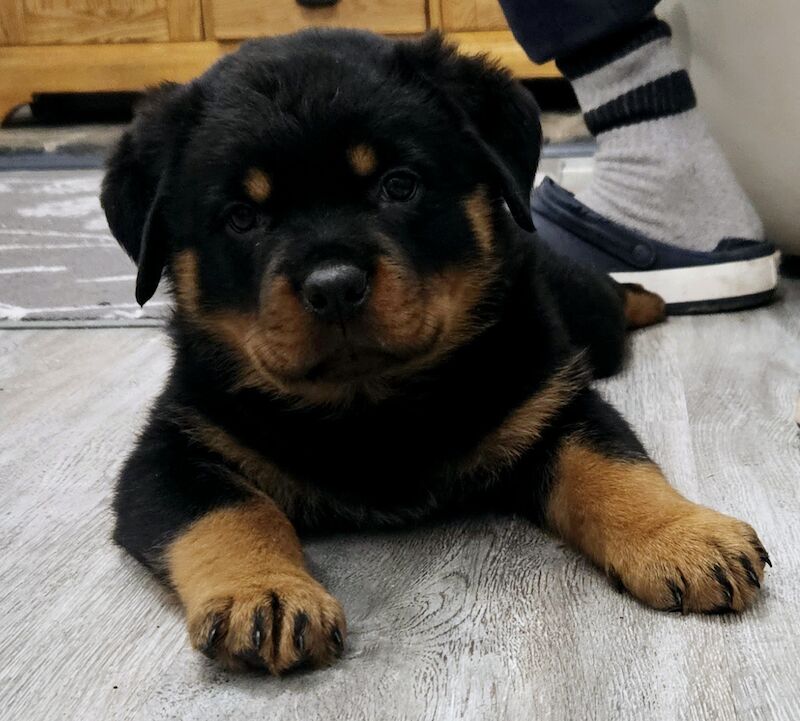 Rottweiler Pups Top Quality for sale in Cardiff - Image 1