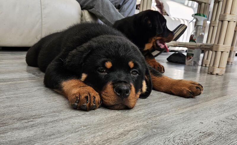 Rottweiler Pups Top Quality for sale in Cardiff - Image 2