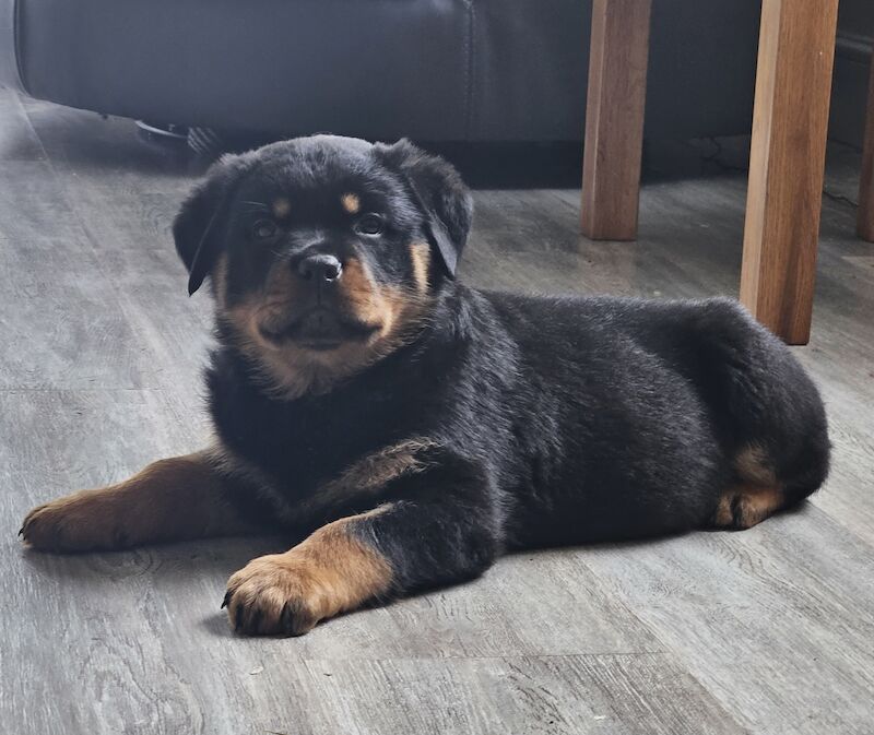 Rottweiler Pups Top Quality for sale in Cardiff - Image 3