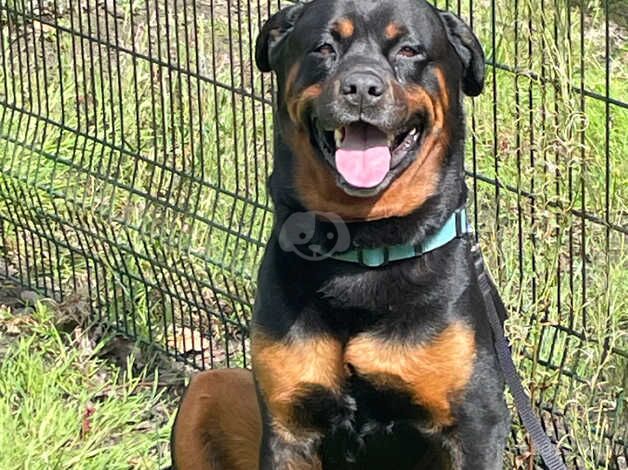 Rottweiler stud for sale in Southport, Merseyside