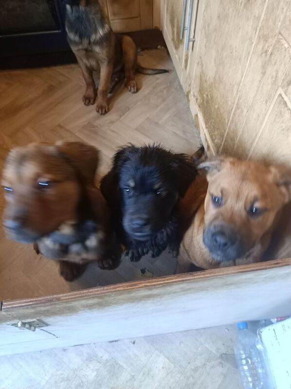 Rottweiler x Akita x mastiff pups for sale in Bacup, Lancashire