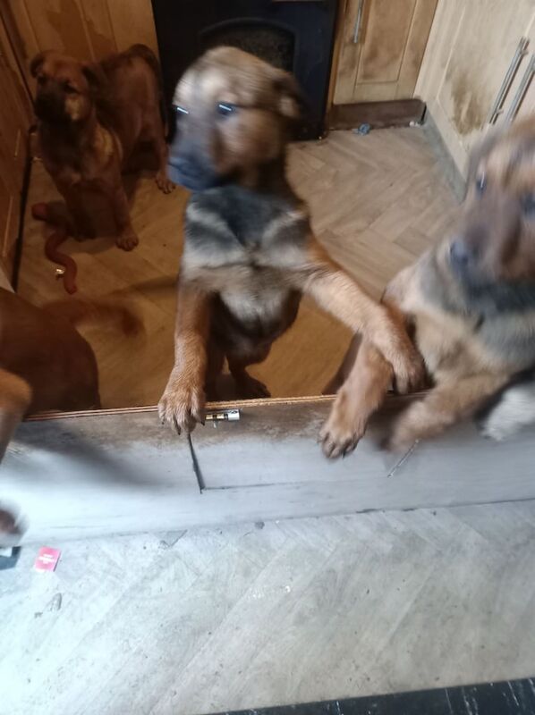 Rottweiler x Akita x mastiff pups for sale in Bacup, Lancashire - Image 2