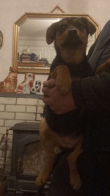 Rottweiler x Alsatian Puppies For Sale in Stewarton, Ayrshire and Arran - Image 2