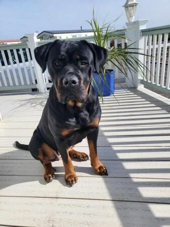 Rottweiler x cane corso. for sale in Leicester, Leicestershire - Image 1