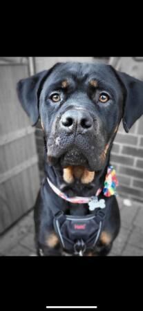 Rottweiler x cane corso. for sale in Leicester, Leicestershire - Image 2