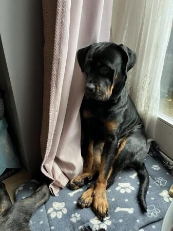 Rottweiler x cane corso. for sale in Leicester, Leicestershire - Image 4