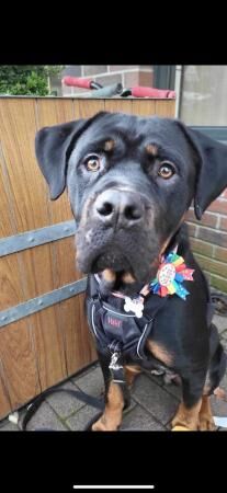 Rottweiler x cane corso. for sale in Leicester, Leicestershire - Image 5